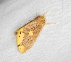 Euproctis quadrangularis