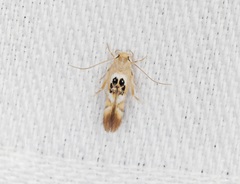 Hieromantis arcuata