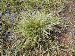 Fimbristylis polytrichoides