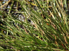 Fimbristylis polytrichoides