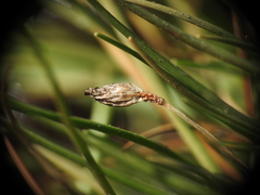 Fimbristylis polytrichoides