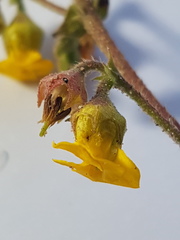 Hermannia prismatocarpa