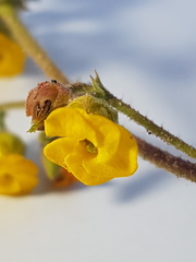 Hermannia prismatocarpa