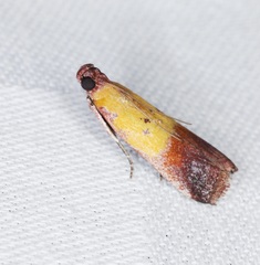 Piesmopoda semilutea