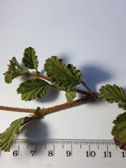 Hermannia prismatocarpa