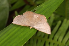 Plesiomorpha flaviceps