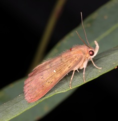 Sarobides inconclusa