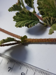 Hermannia prismatocarpa