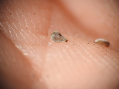 Fimbristylis polytrichoides