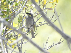 Gavicalis fasciogularis