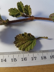 Hermannia prismatocarpa