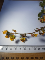 Hermannia prismatocarpa