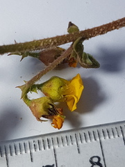 Hermannia prismatocarpa