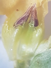 Hermannia prismatocarpa