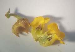 Hermannia prismatocarpa