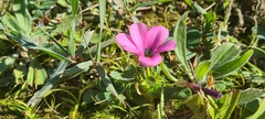 Moraea versicolor