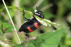 Hycleus biundulatus