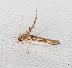 Stathmopoda stimulata