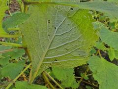 Plectranthus grallatus