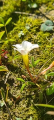 Oxalis minuta