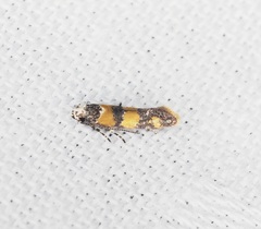 Promalactis lobatifera