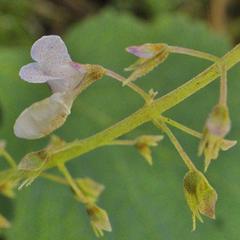 Plectranthus grallatus
