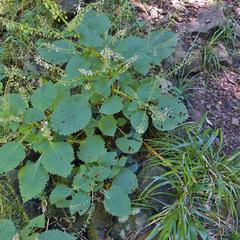 Plectranthus grallatus