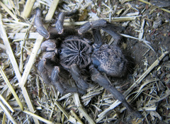 Harpactirinae
