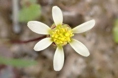 Brachyscome lineariloba