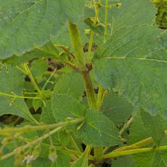 Plectranthus grallatus