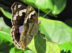 Junonia oenone oenone