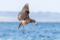Pacific Gull photo 5