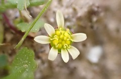 Brachyscome lineariloba