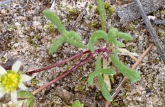 Brachyscome lineariloba