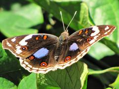 Junonia oenone oenone