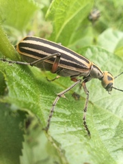 Epicauta vitticollis