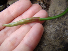 Nerine humilis