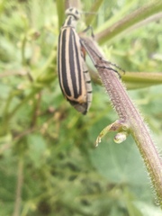 Epicauta vitticollis