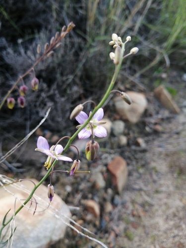 Image of Heliophila cornuta by (c) Danie Palm, some rights reserved (CC BY)