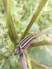 Epicauta vitticollis