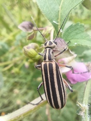 Epicauta vitticollis