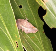 Throana pectinifer