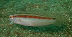 Suezichthys devisi