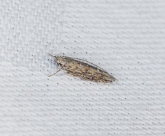 Metharmostis multilineata