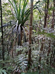 Pandanus