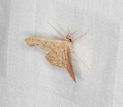 Perixera flavispila