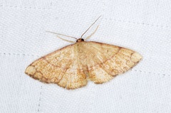 Pylargosceles steganioides