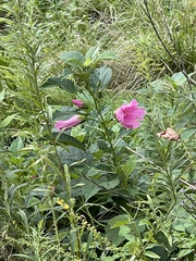 Hibiscus moscheutos