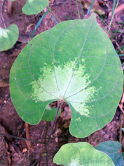 Dioscorea maciba