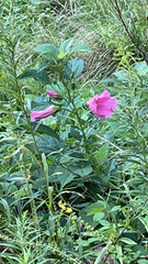 Hibiscus moscheutos